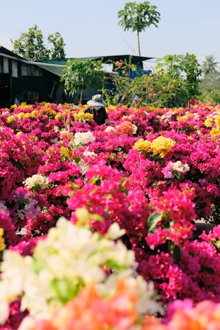 A gardener planting vibrant flowers in a sunny community park in southern Spain.