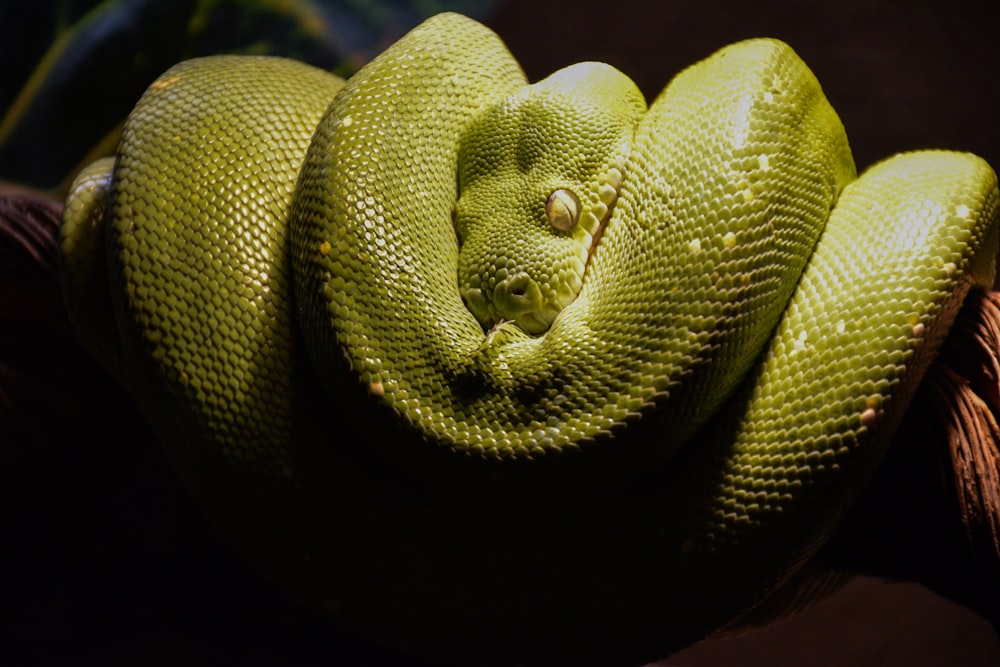a green snake curled up in a ball