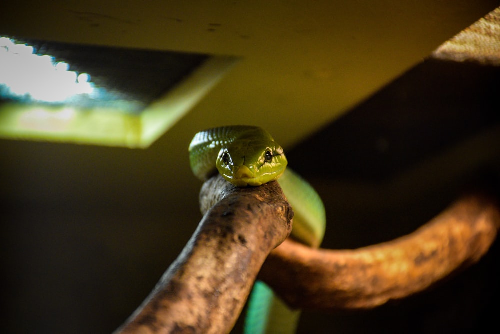 a green snake sitting on top of a tree branch