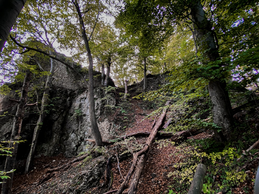 a rocky cliff with trees growing on it