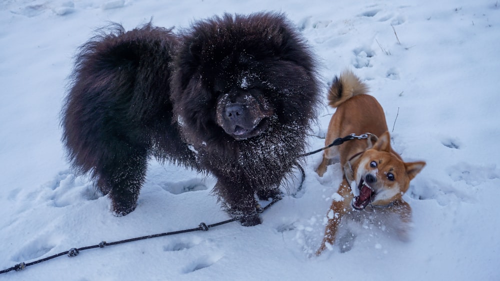 雪の中を歩いている犬のカップル