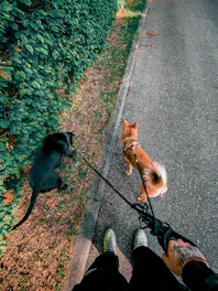 a person walking a dog on a leash