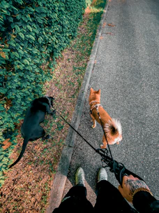a person walking a dog on a leash