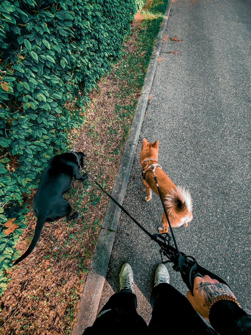 a person walking a dog on a leash