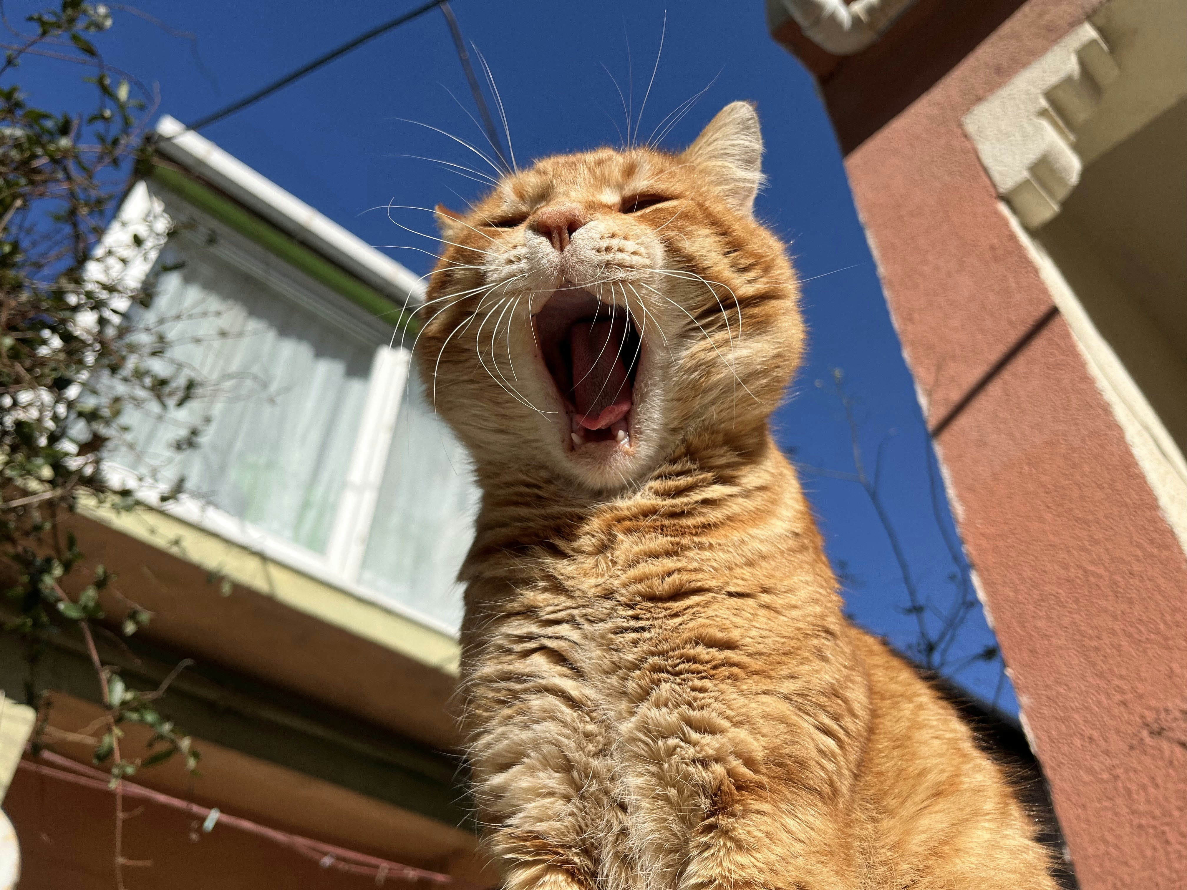 an orange cat yawns outside of a house