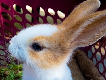 A curious brown rabbit with big ears peeking out from a cozy woven basket.