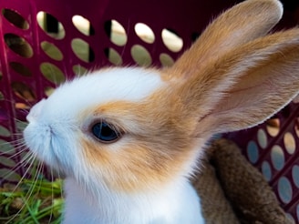 A close-up view of a small rabbit with white and brown fur. The rabbit's large ears are prominent, and its bright eye is open. In the background, there is a magenta plastic basket with circular holes and some green grass visible.