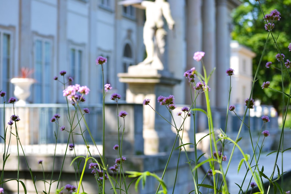 purple flowers in front of a building with a statue in the background