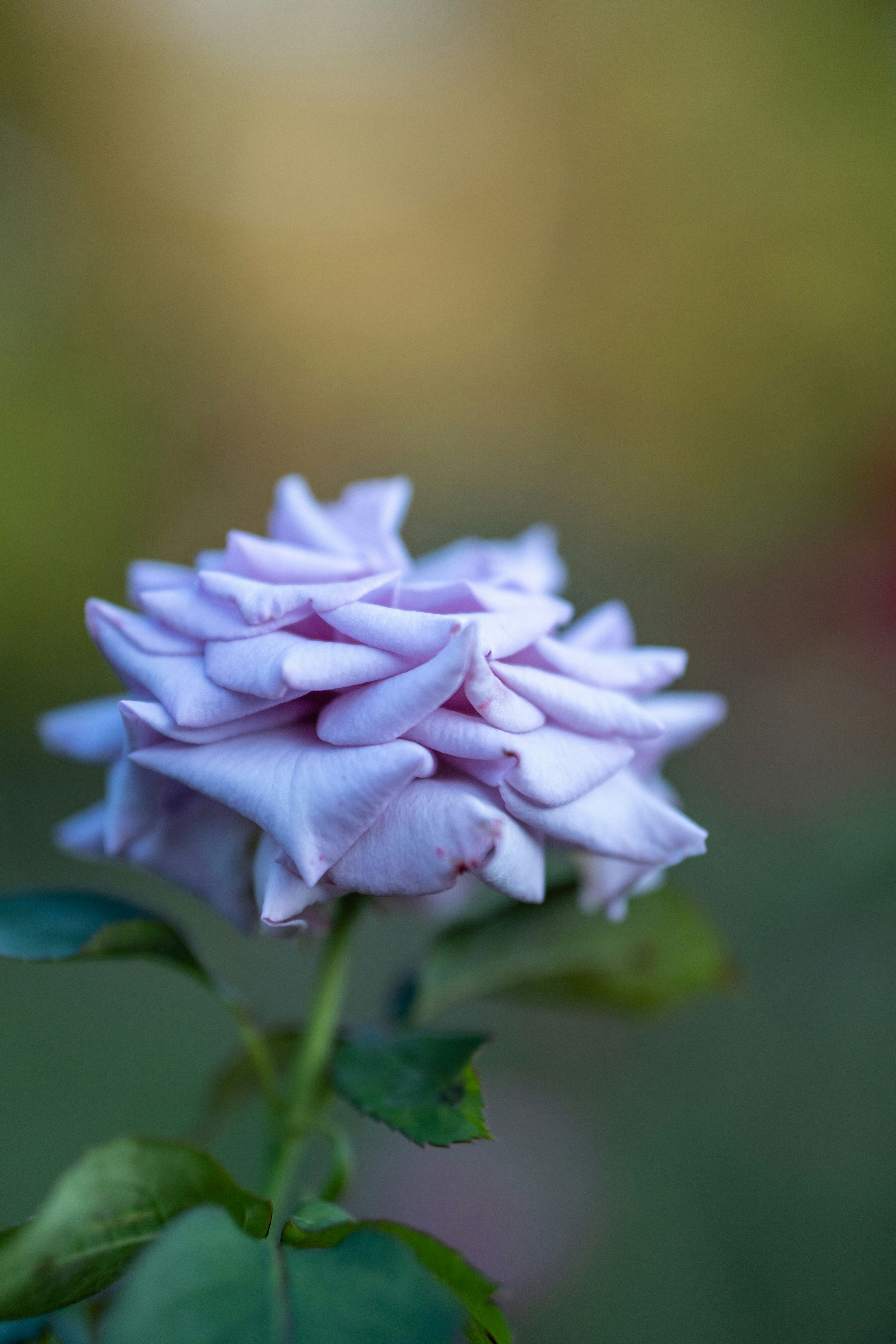 Nahaufnahme einer rosa Blume mit grünen Blättern