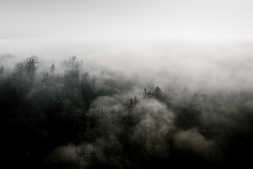 a black and white photo of a foggy forest