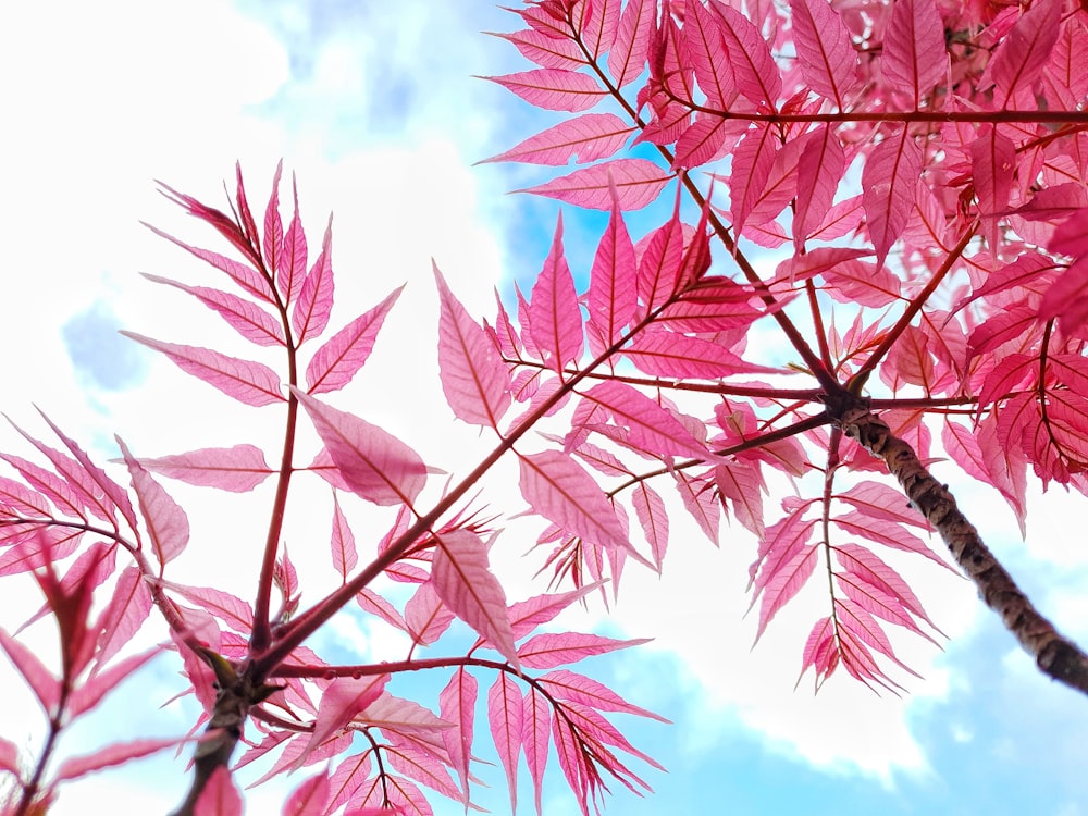 a close up of a tree with pink leaves