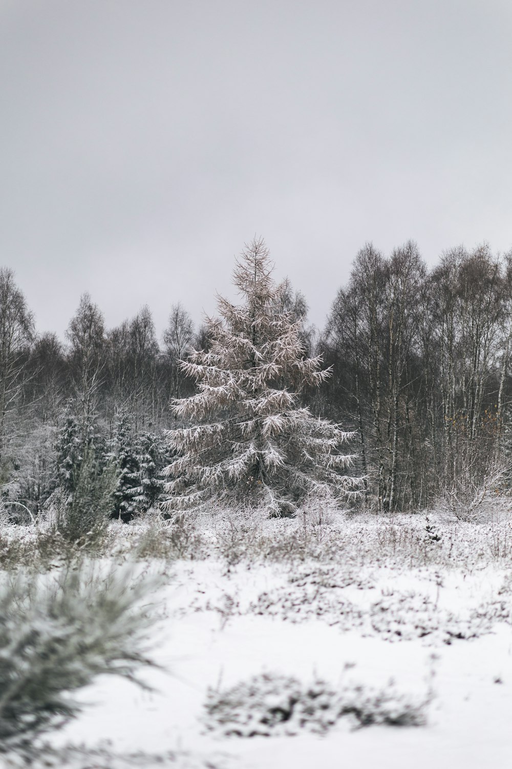 a snow covered field with trees in the background