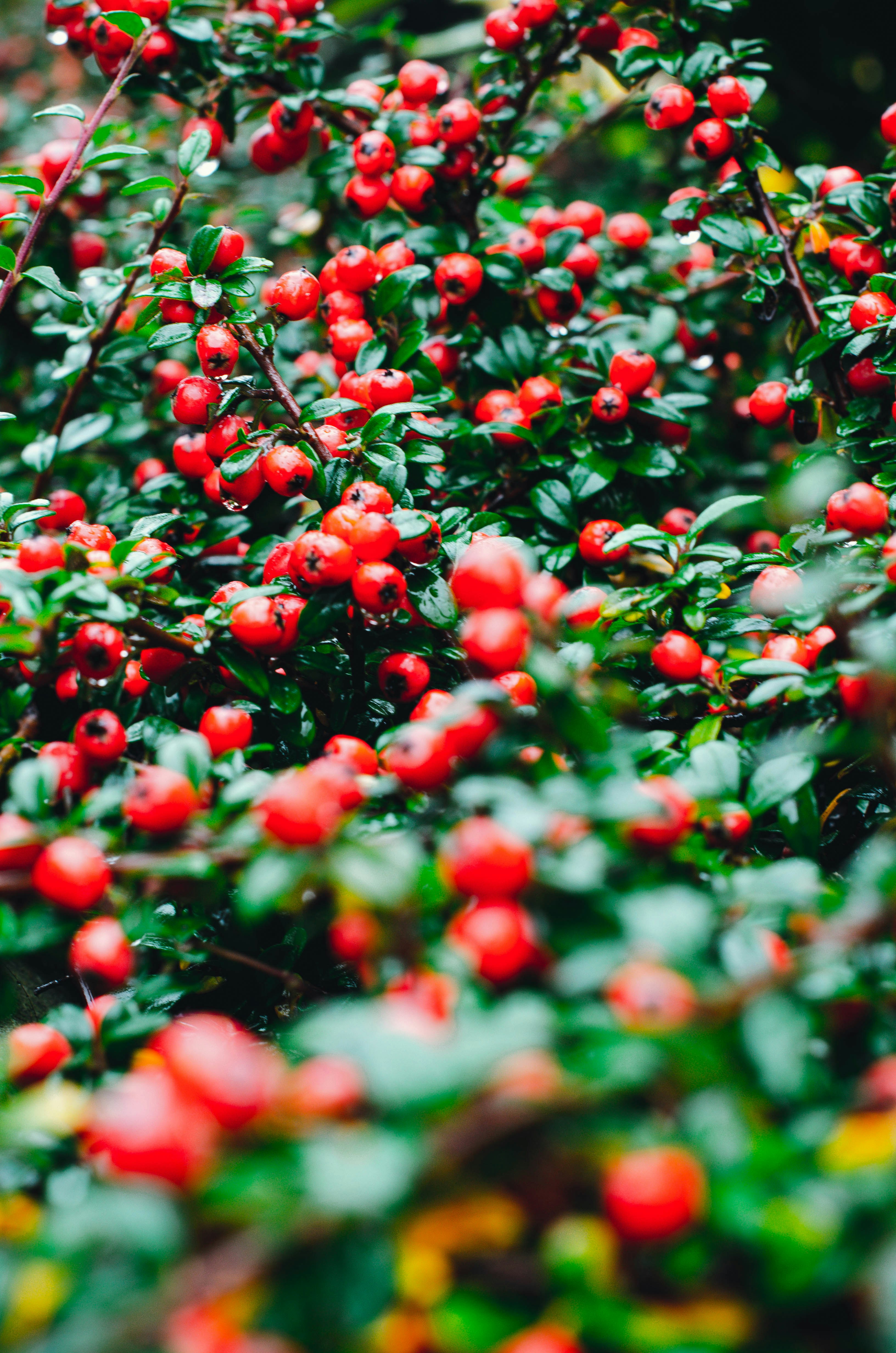 Photo by nika_benedictova