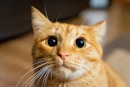 a close up of a cat with big blue eyes