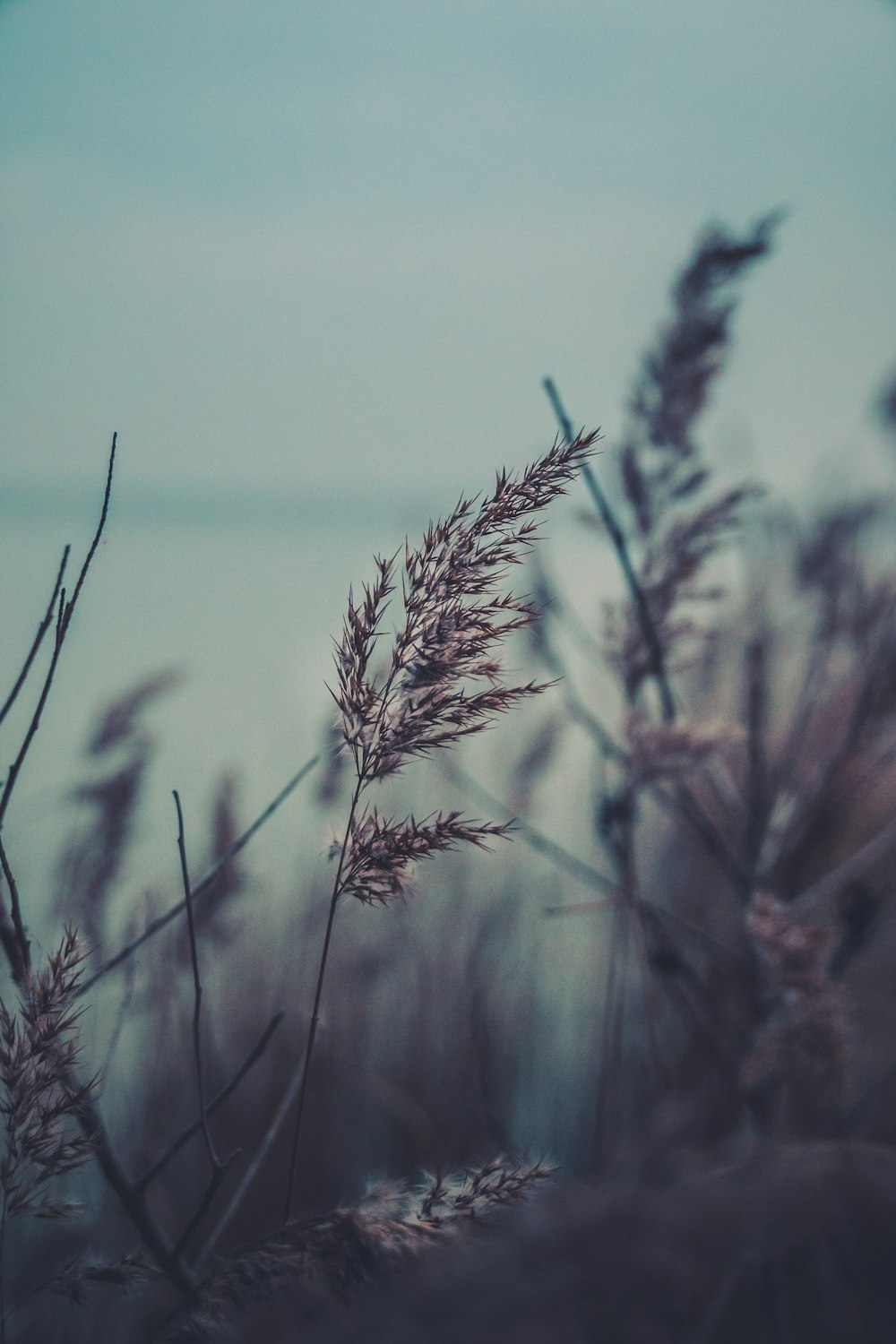 a close up of a plant with a sky in the background