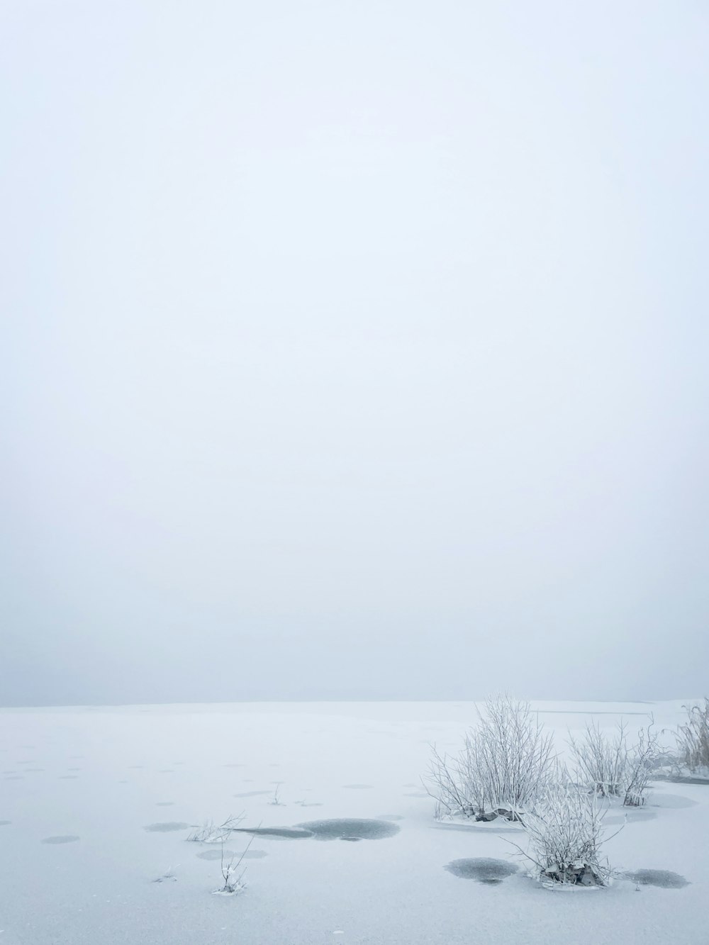 a snow covered field with some plants in the middle of it