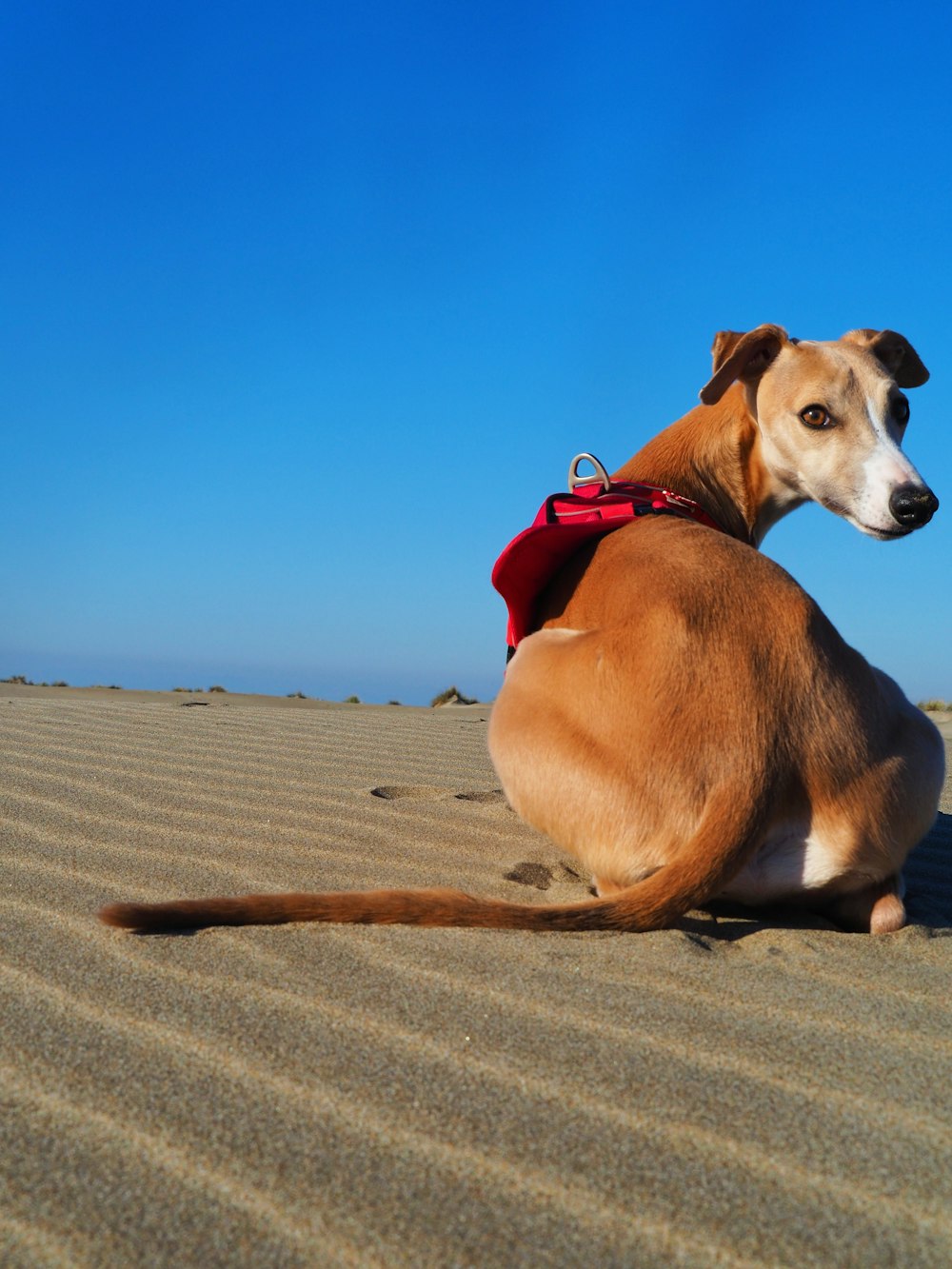 a dog sitting in the sand on a sunny day