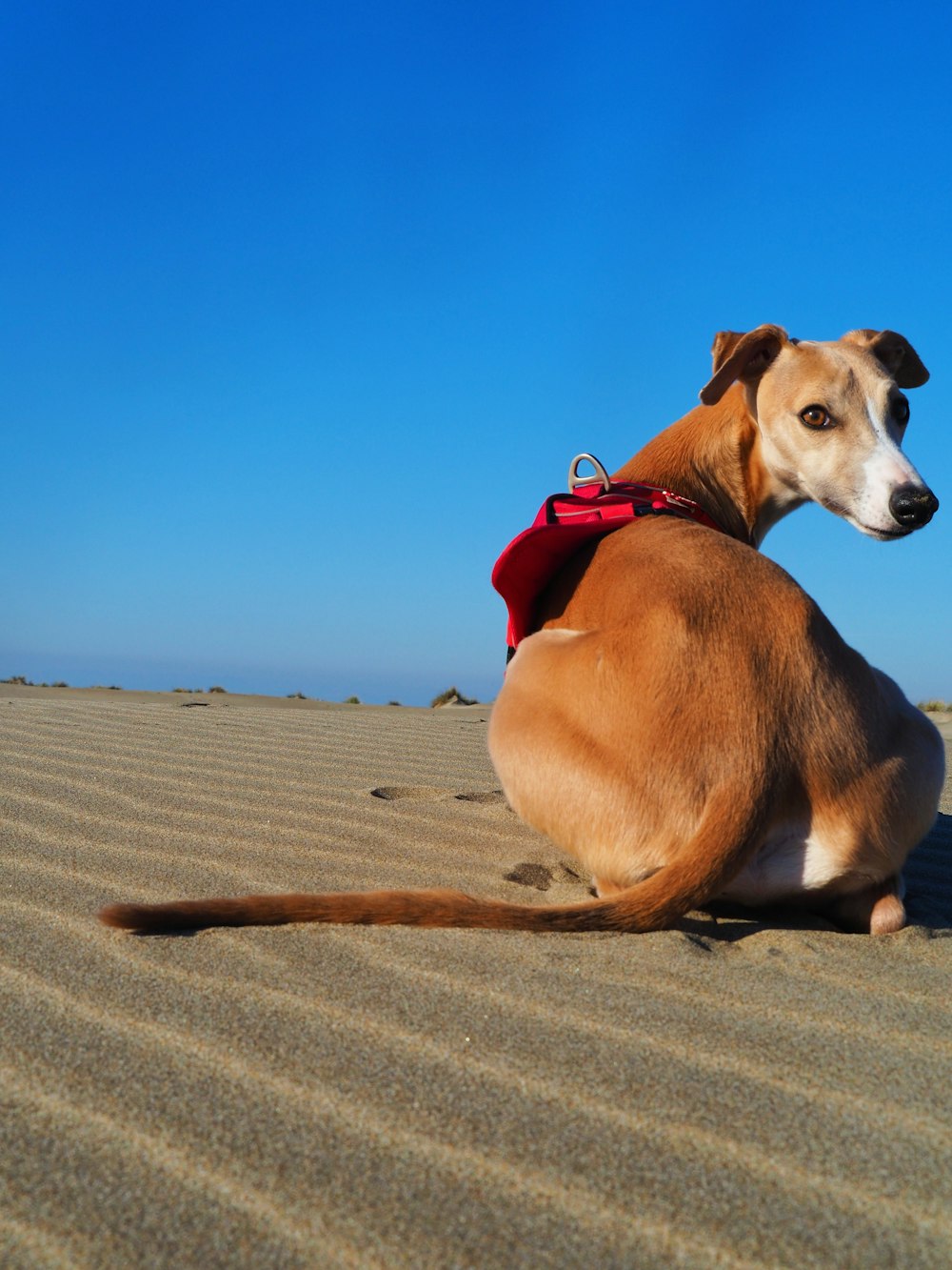 um cão sentado na areia em um dia ensolarado