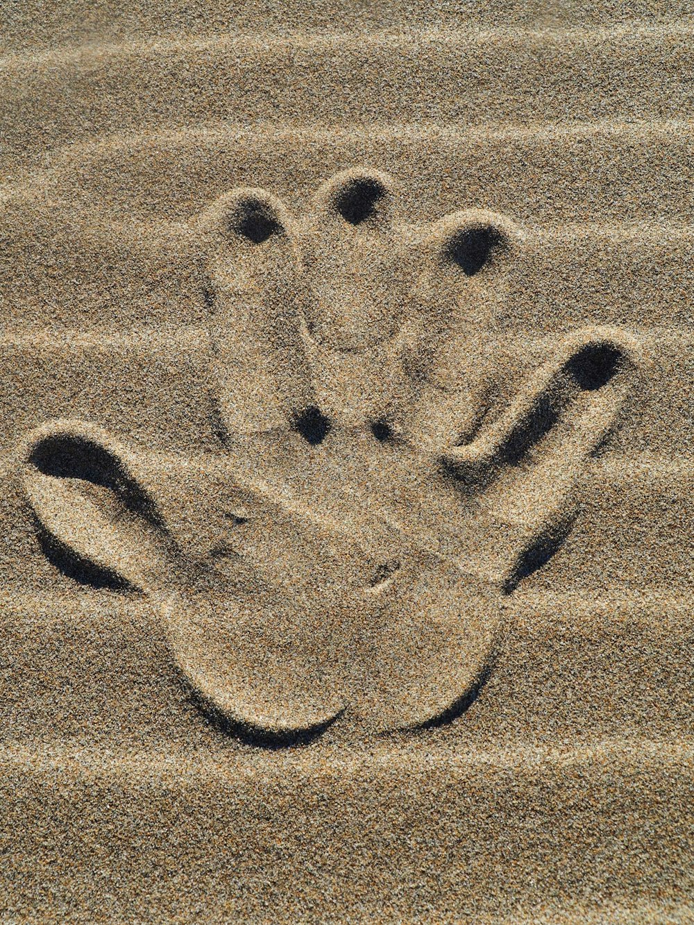 Un'impronta di zampa nella sabbia su una spiaggia