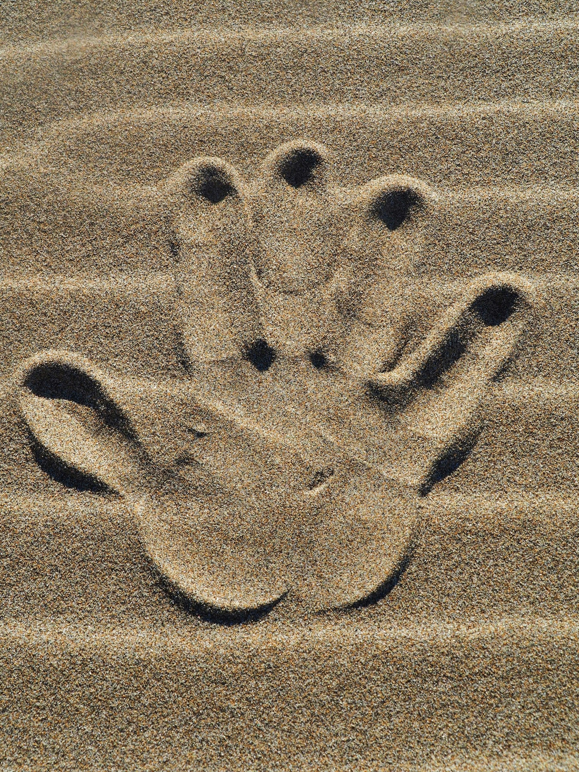 a paw print in the sand on a beach