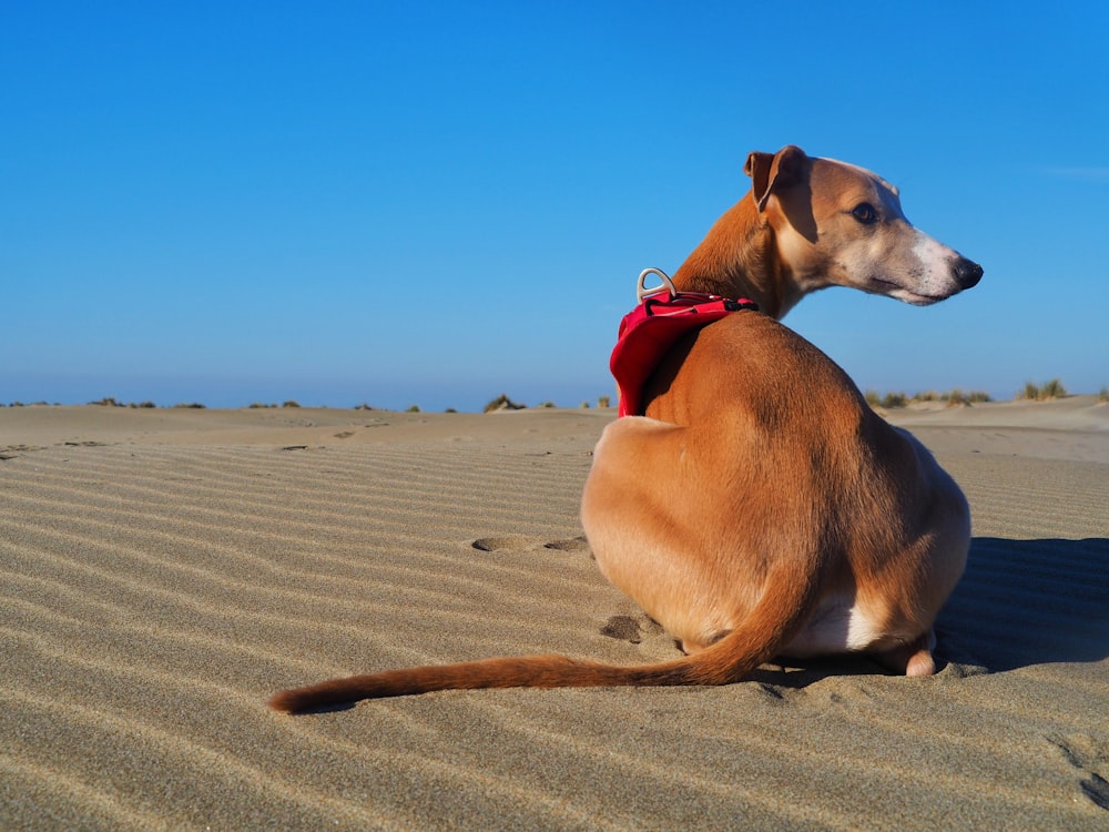a dog sitting in the sand on a sunny day