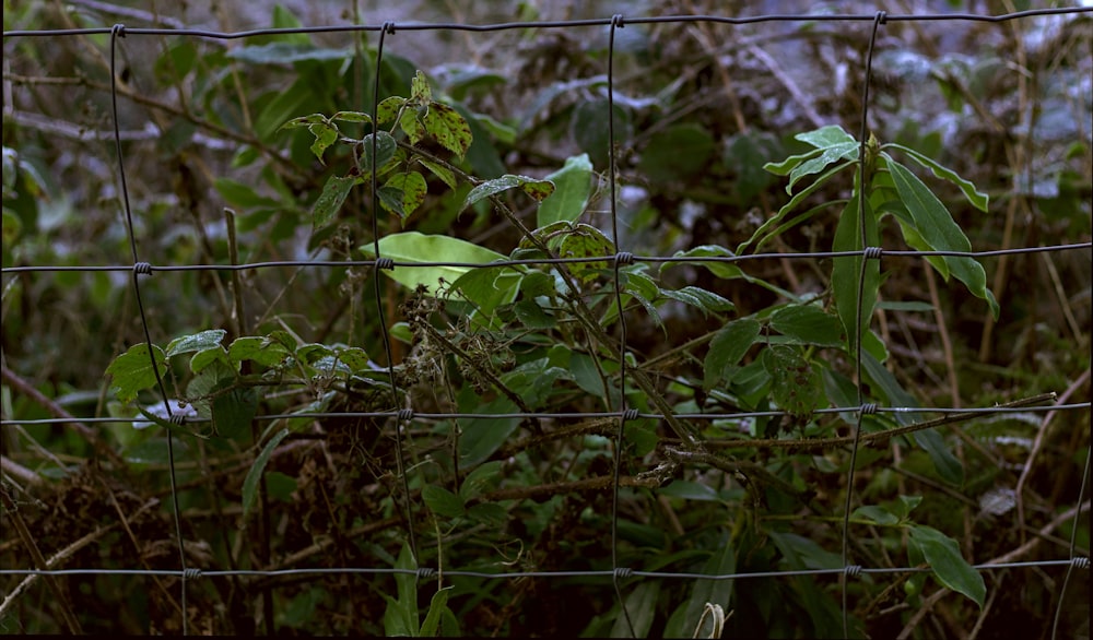 a fence that has some plants growing on it