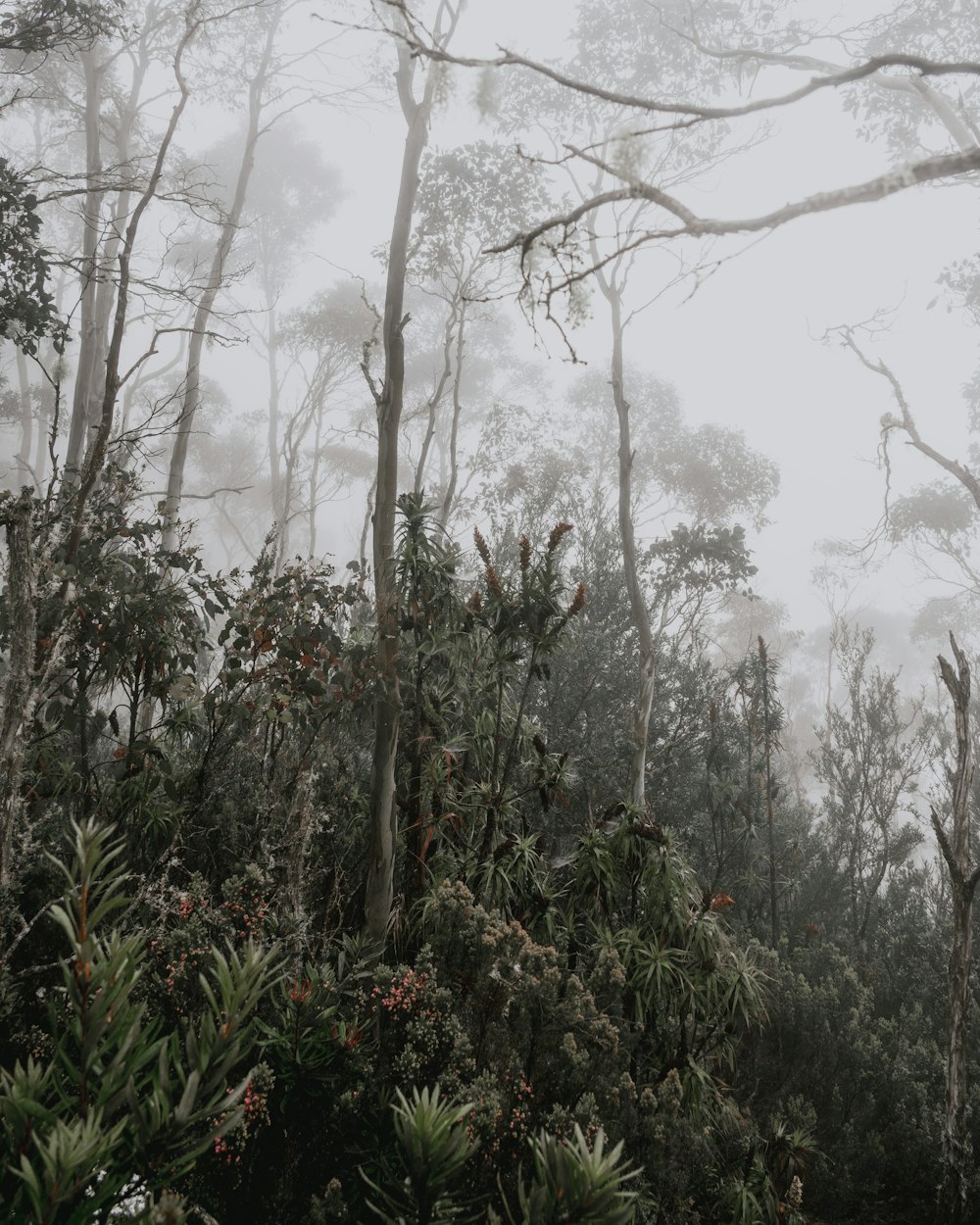 a forest filled with lots of trees covered in fog