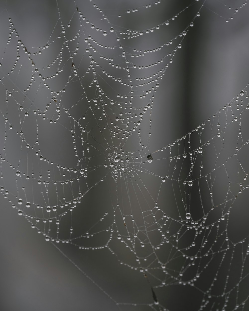 a spider web with water drops on it