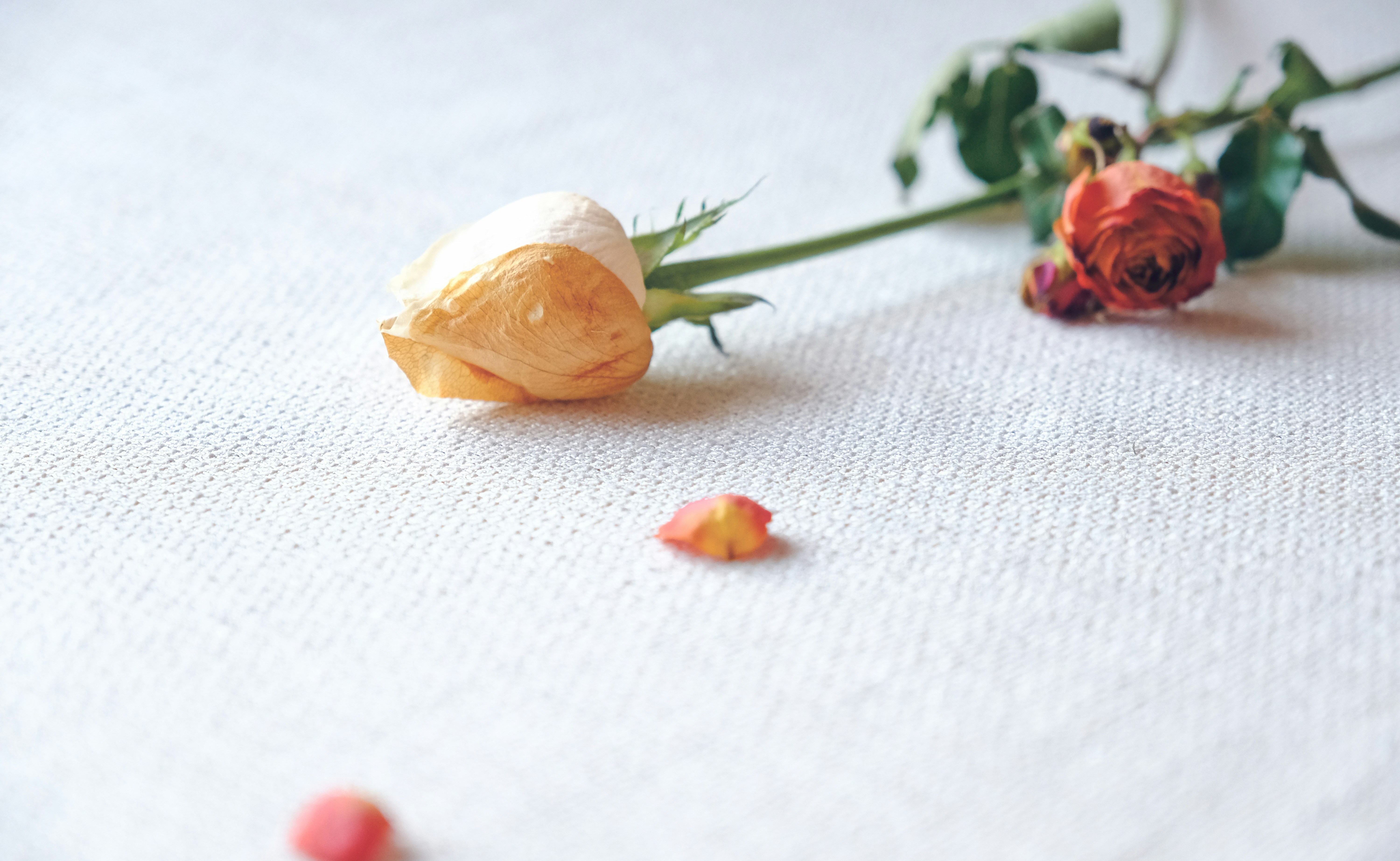 Photo by xiaomie99999