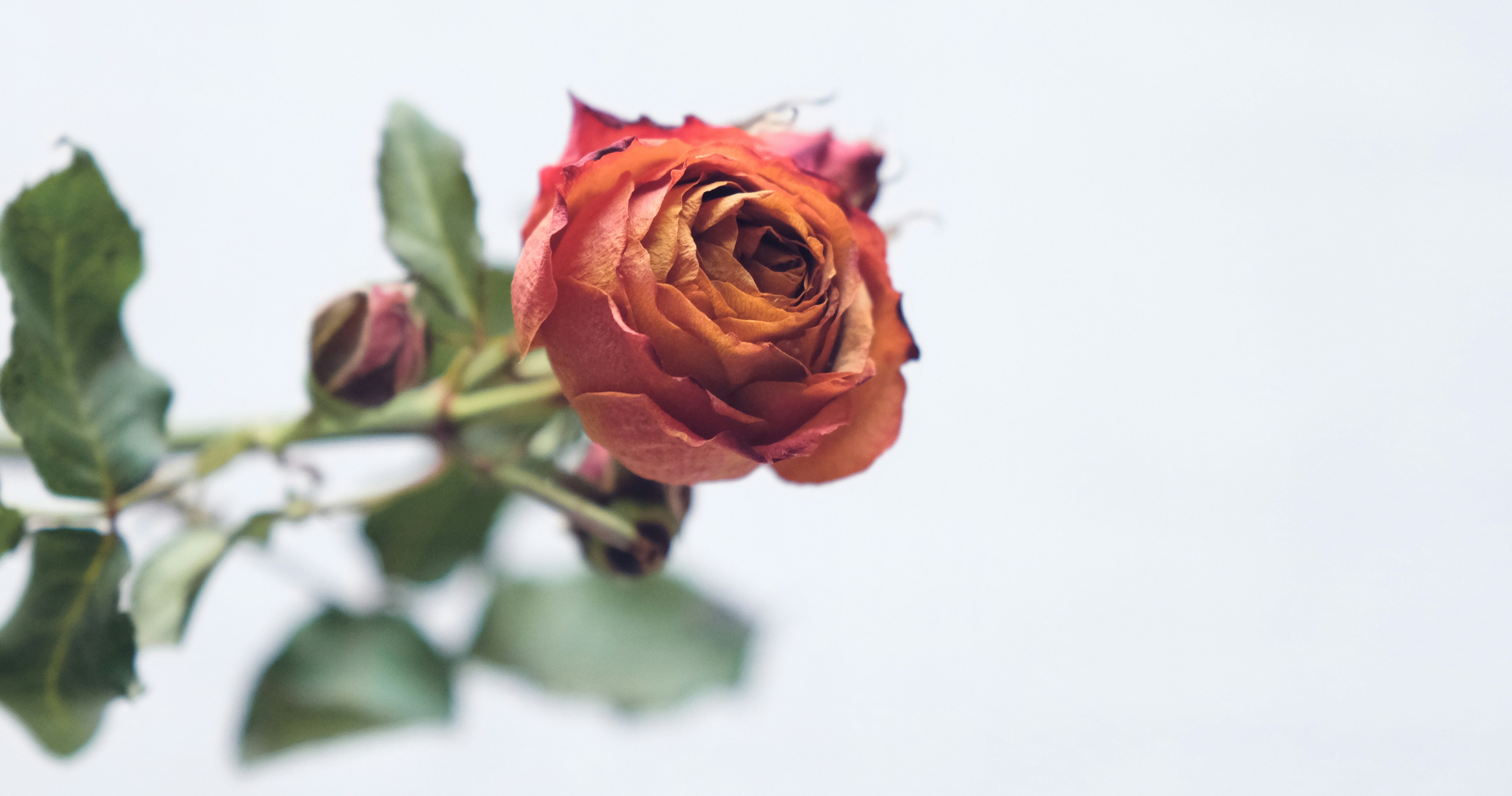 Photo by xiaomie99999