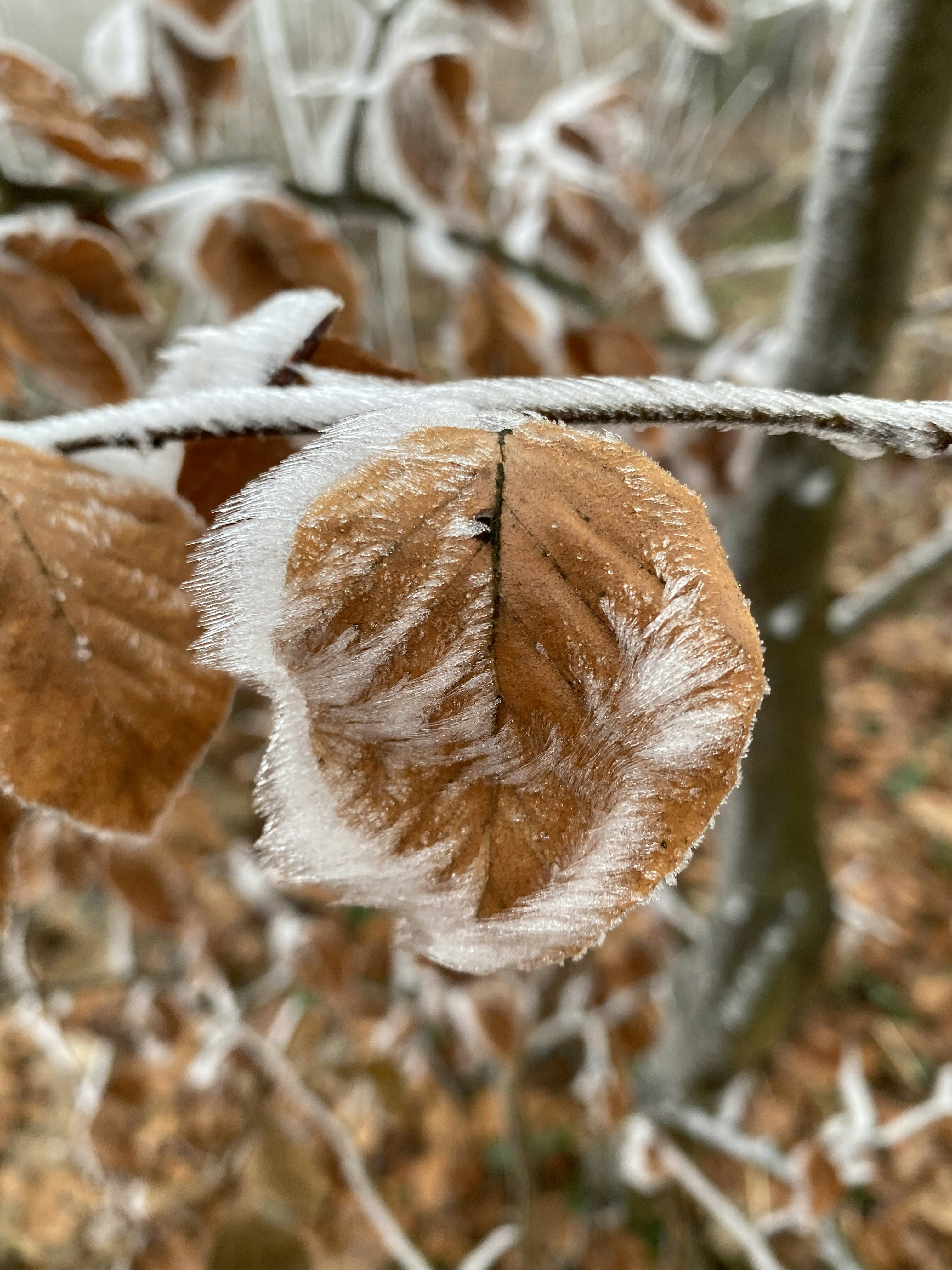 a close up of a leaf on a tree branch