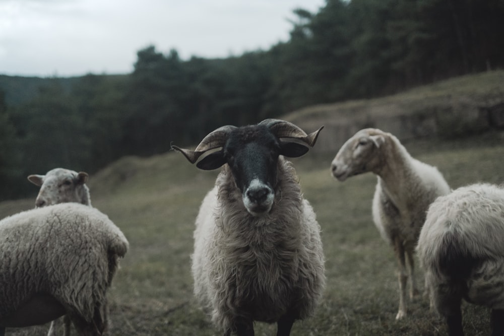 a herd of sheep standing on top of a lush green field