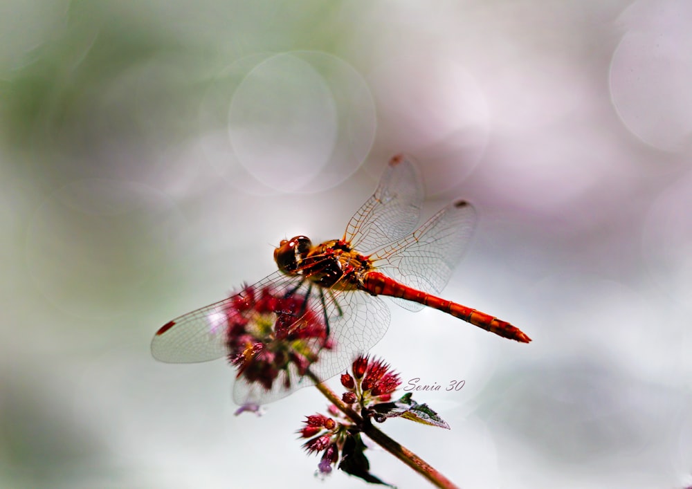 a red dragonfly sitting on top of a flower