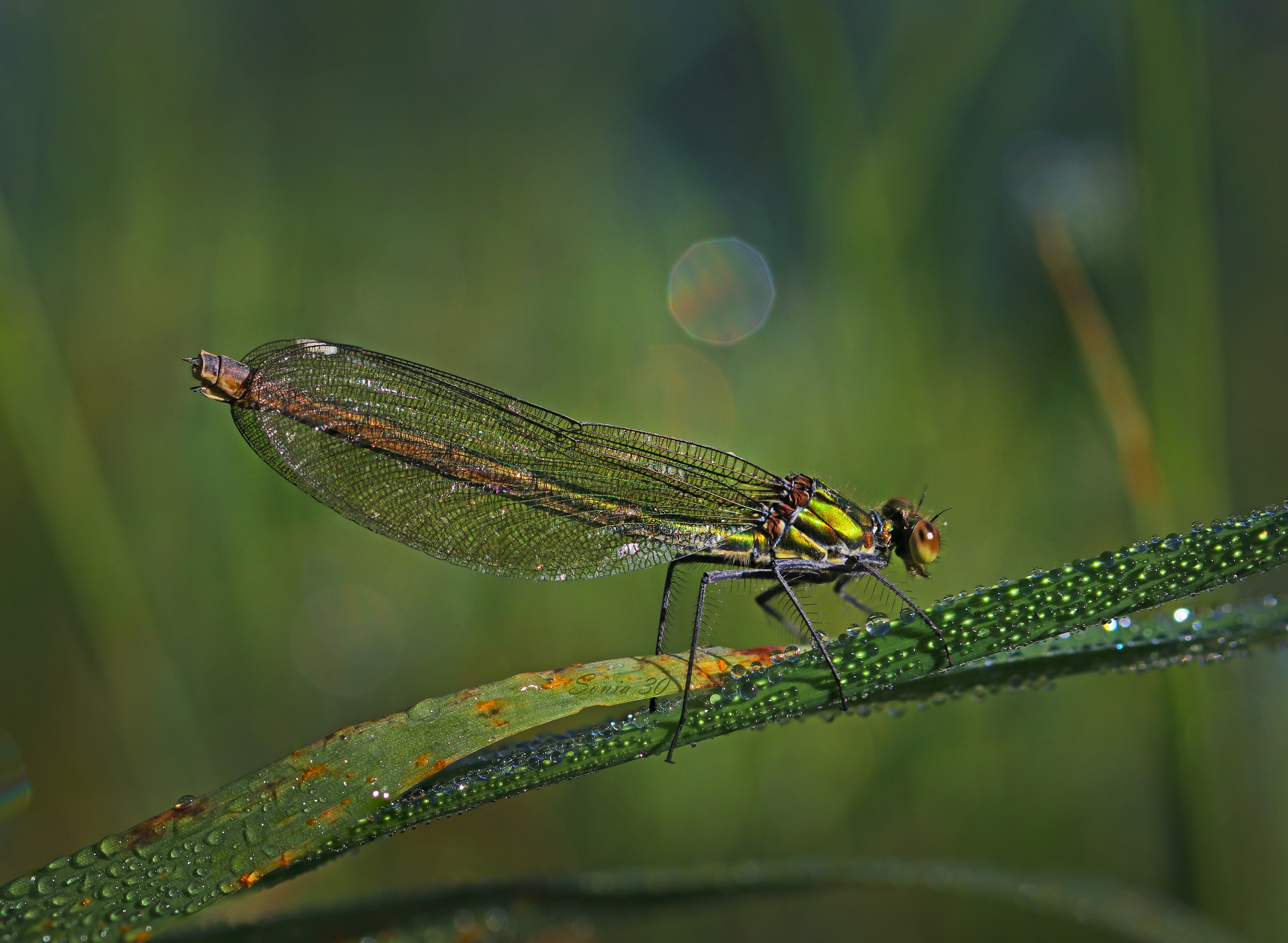 a couple of dragonflies sitting on top of a green plant