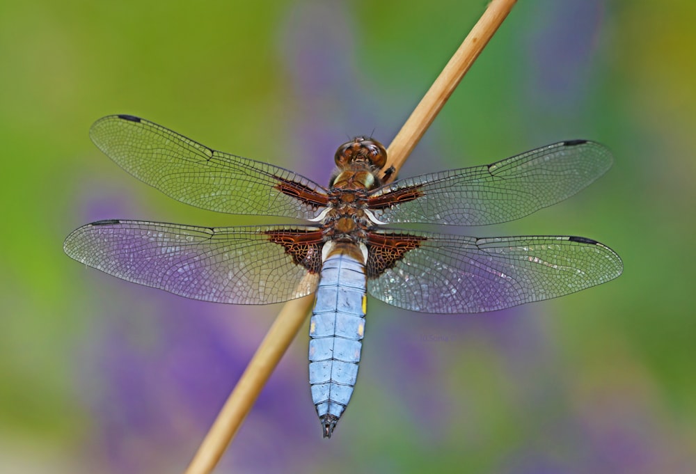 a blue and brown dragonfly sitting on top of a plant