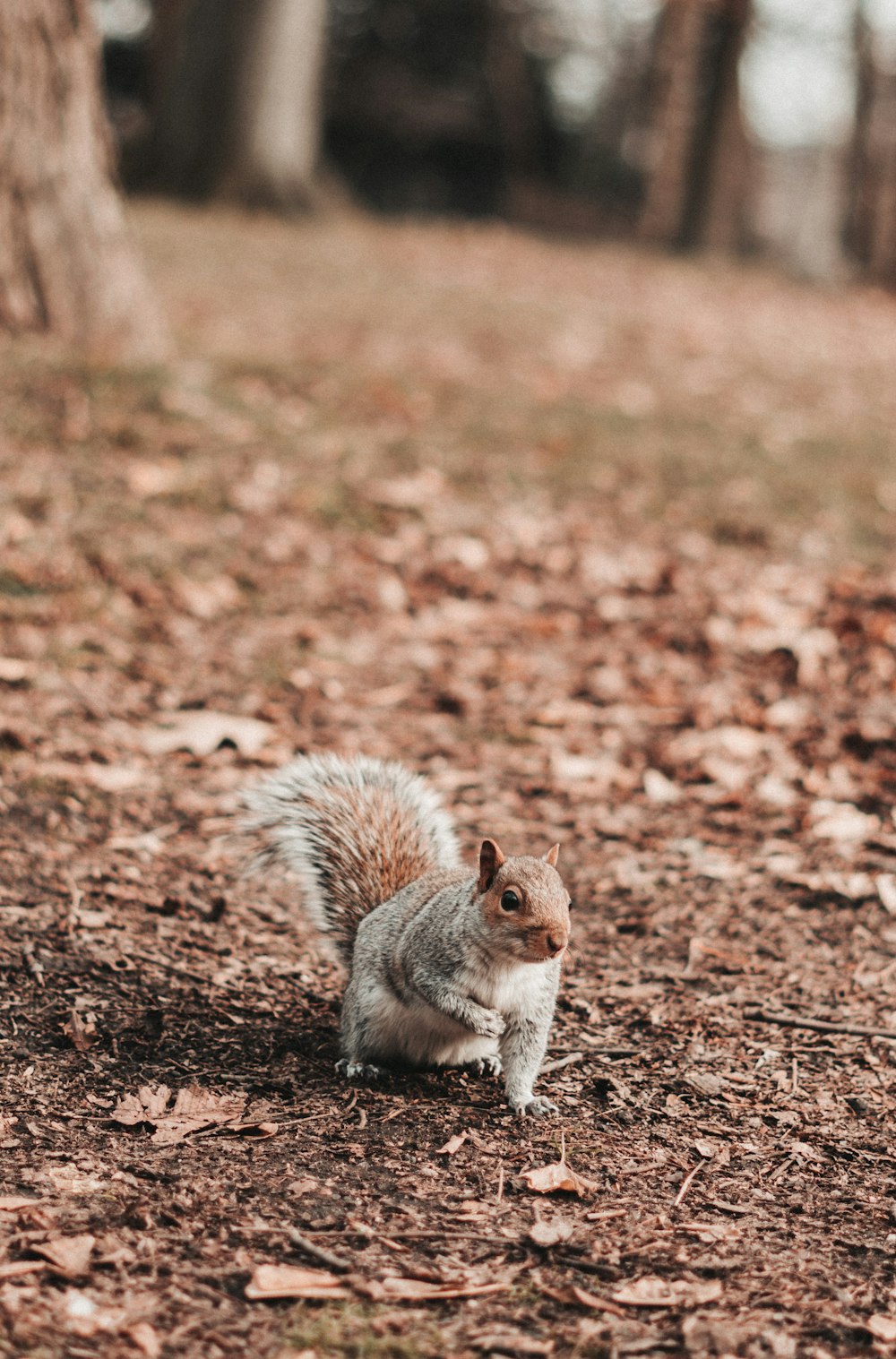 a squirrel standing on top of a leaf covered ground