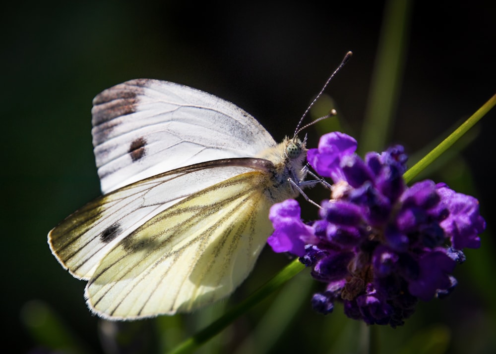 a white butterfly sitting on a purple flower