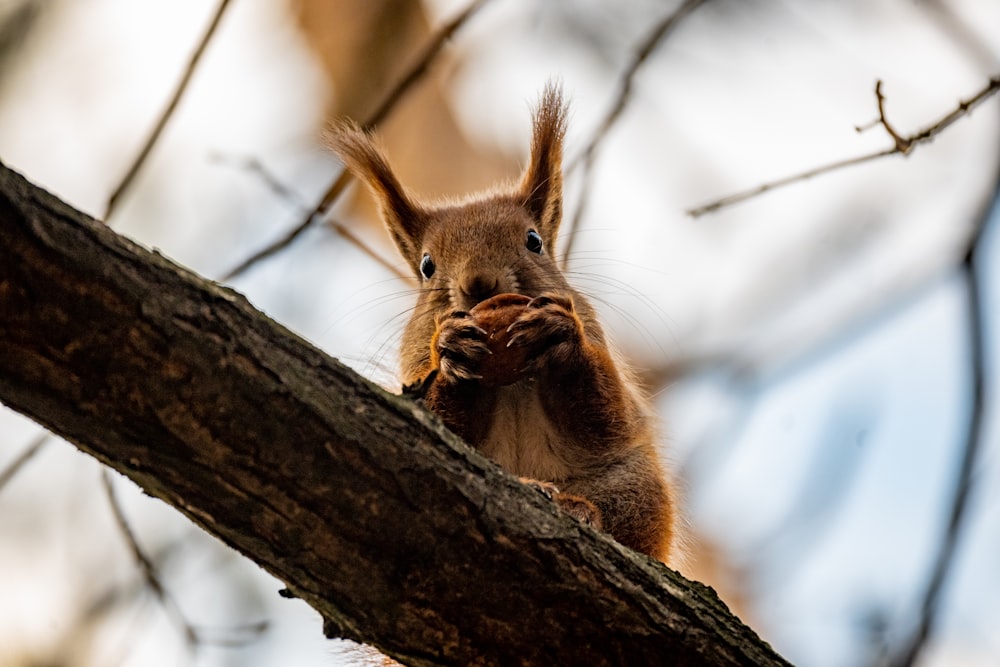 a squirrel is sitting in a tree eating something