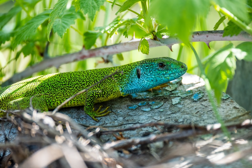 a green and blue lizard sitting on top of a rock