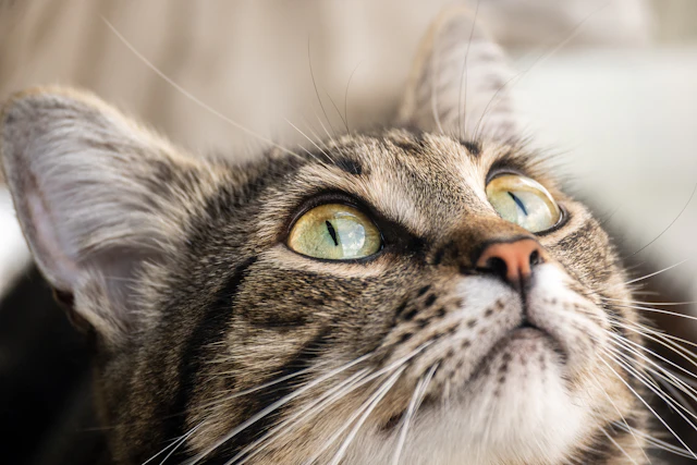 Illustration du guide : Pourquoi mon chat mord : jeu, peur ou surstimulation ?