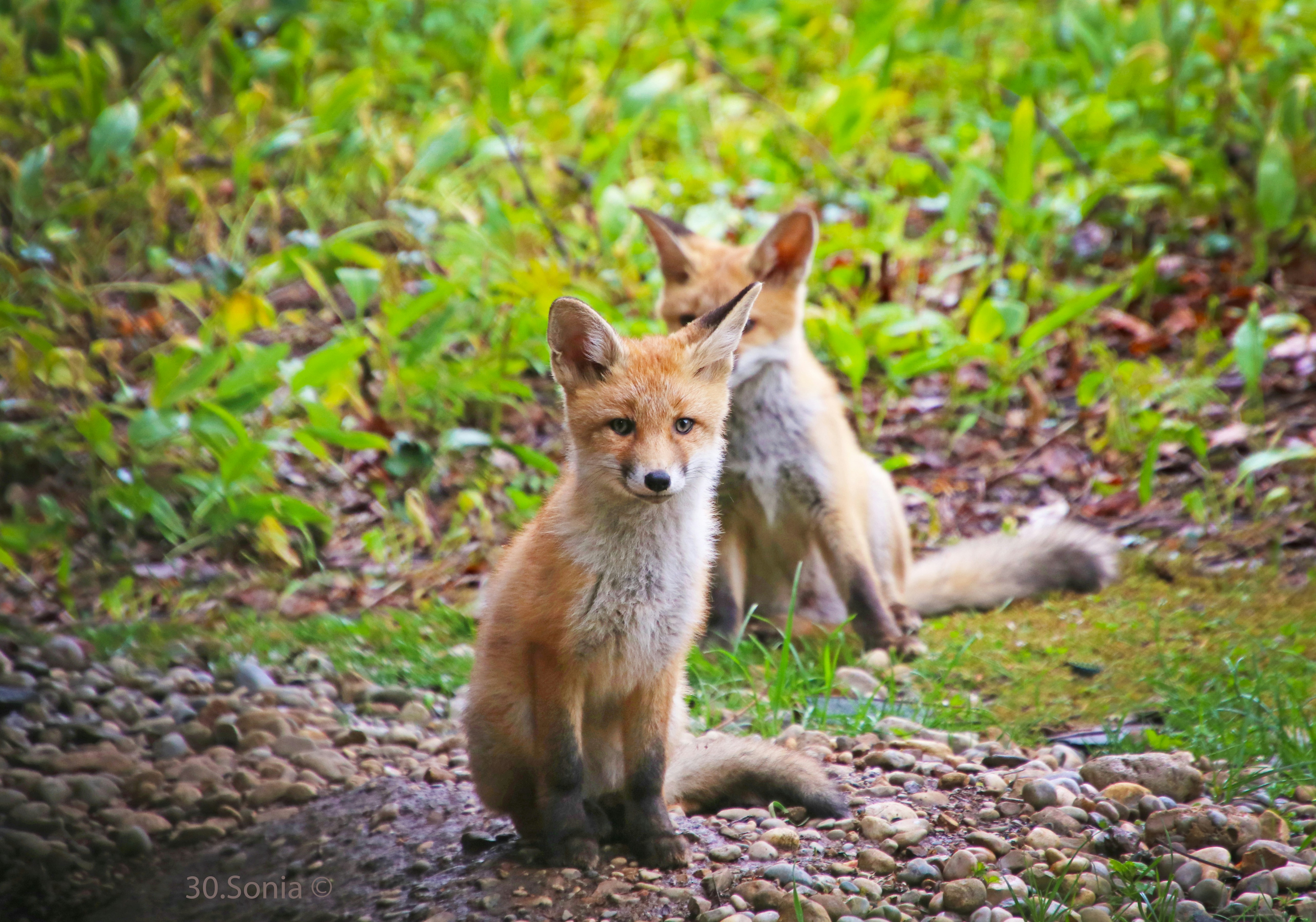a couple of foxes standing on top of a grass covered field