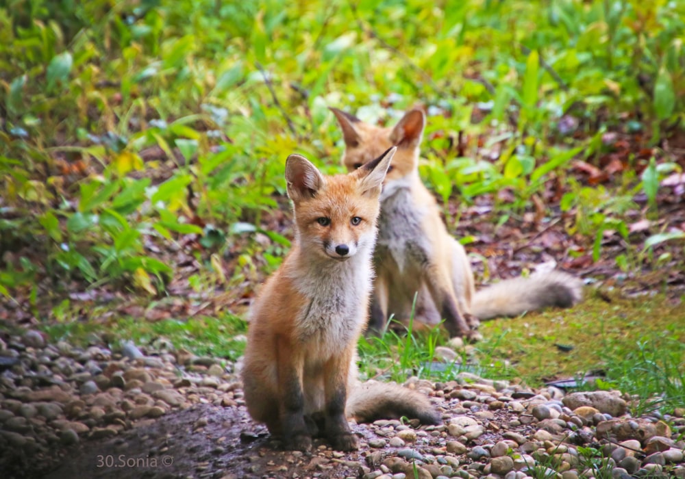 a couple of foxes standing on top of a grass covered field