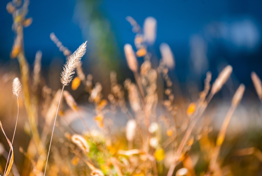 a close up of some grass with a blue sky in the background