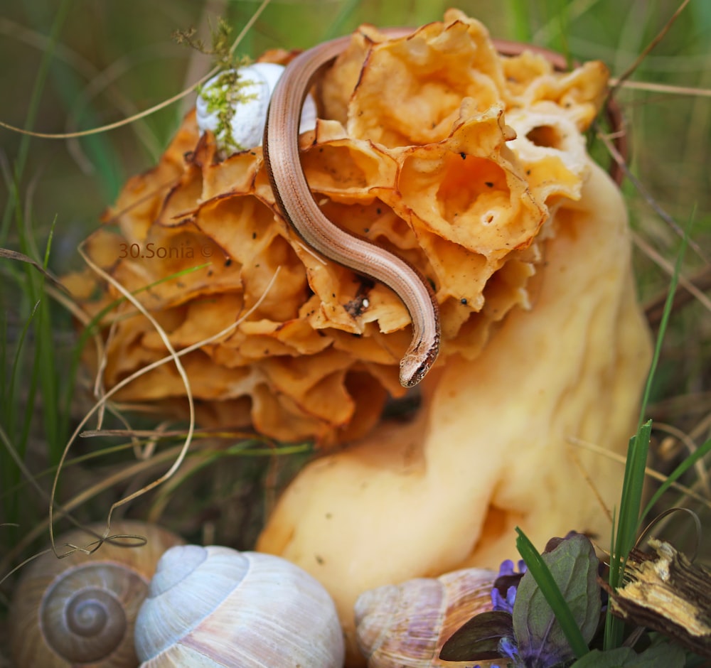 a close up of a bunch of shells on the ground