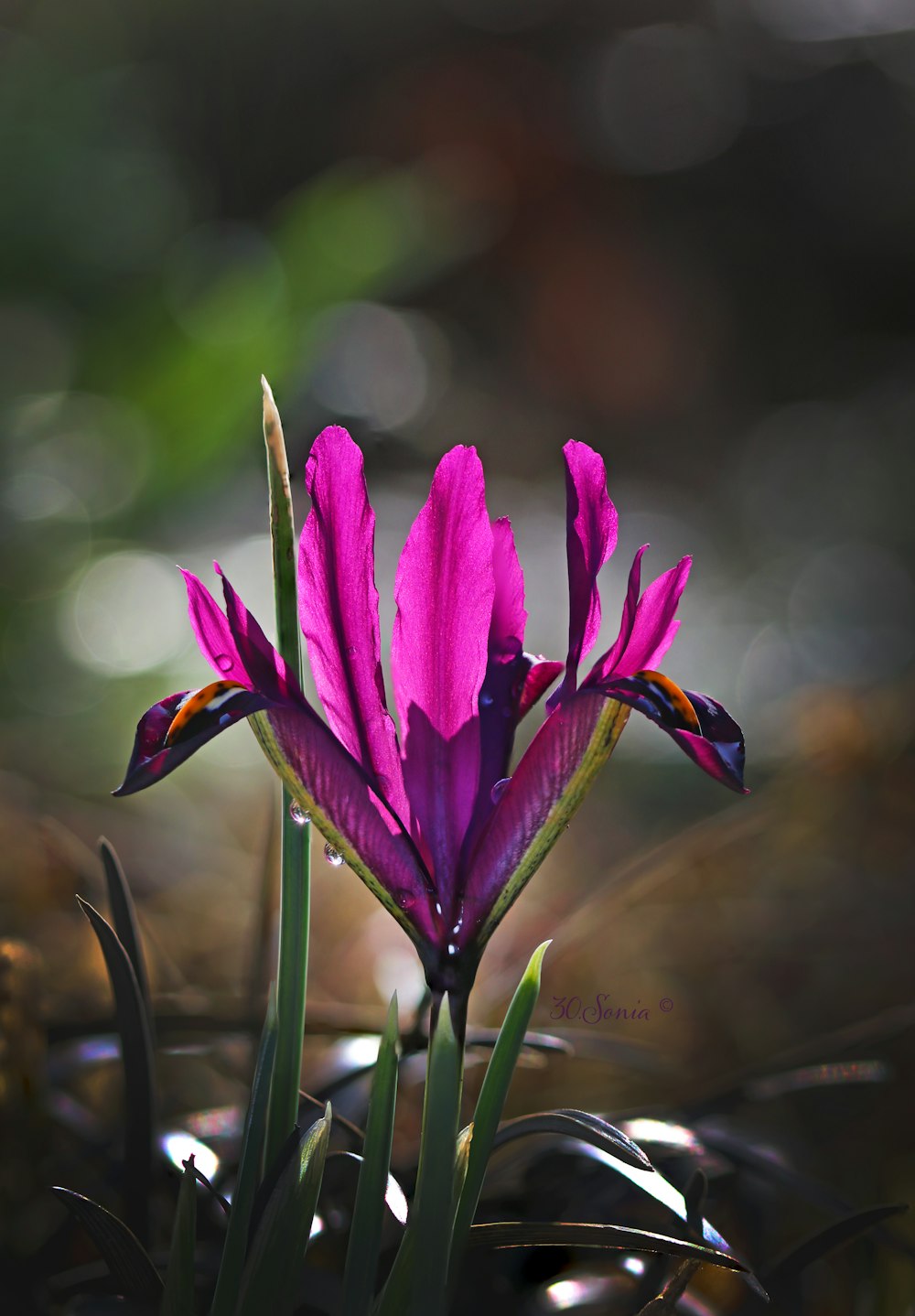 a purple flower with green leaves in the background