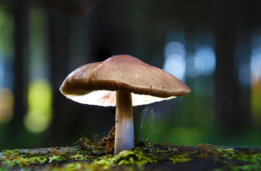 a mushroom sitting on top of a moss covered ground