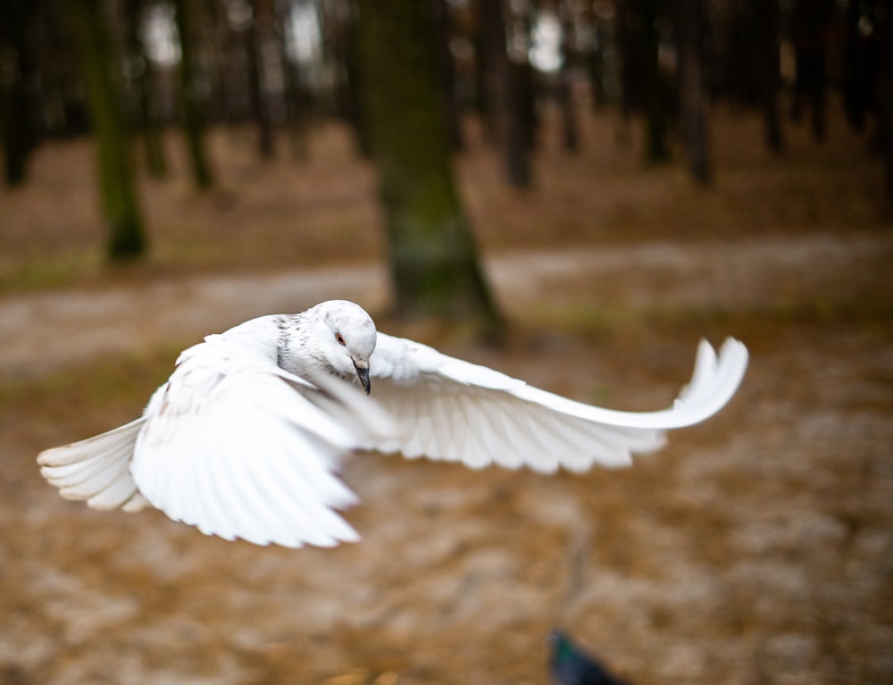 a white bird flying through a forest filled with trees