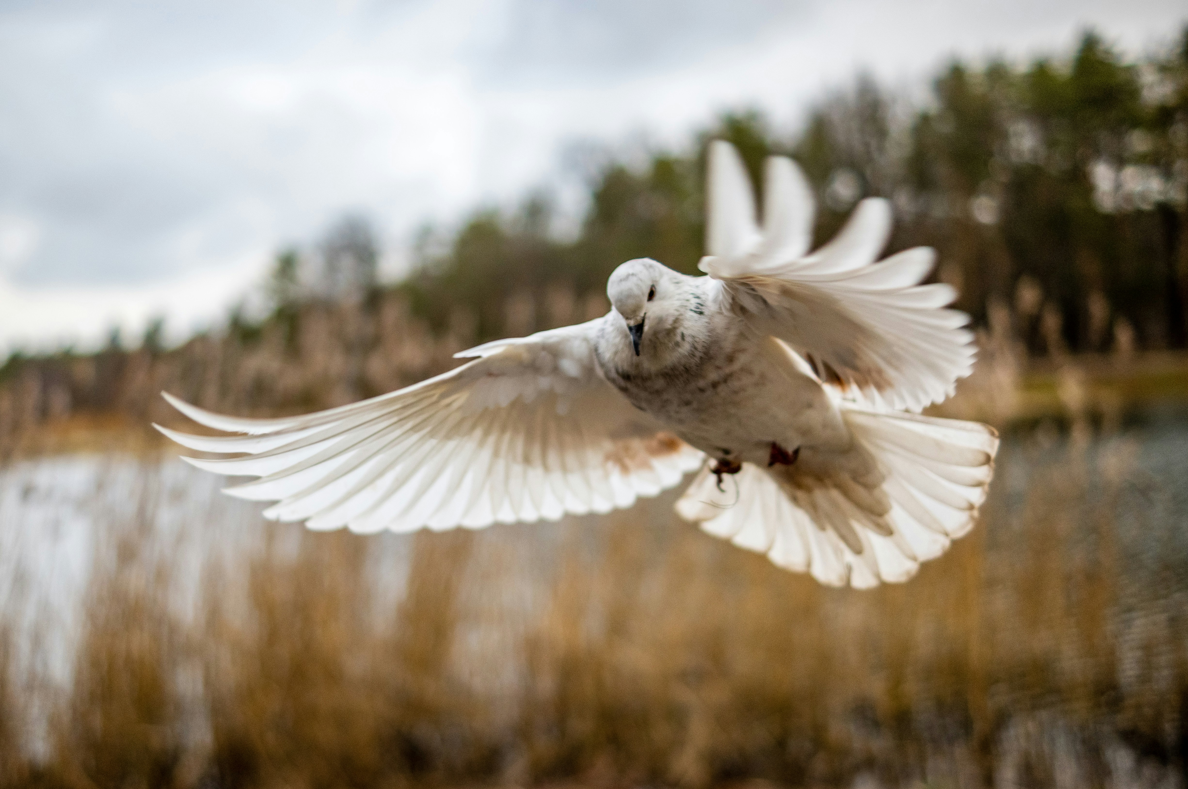 Ein weißer Vogel fliegt über ein Gewässer