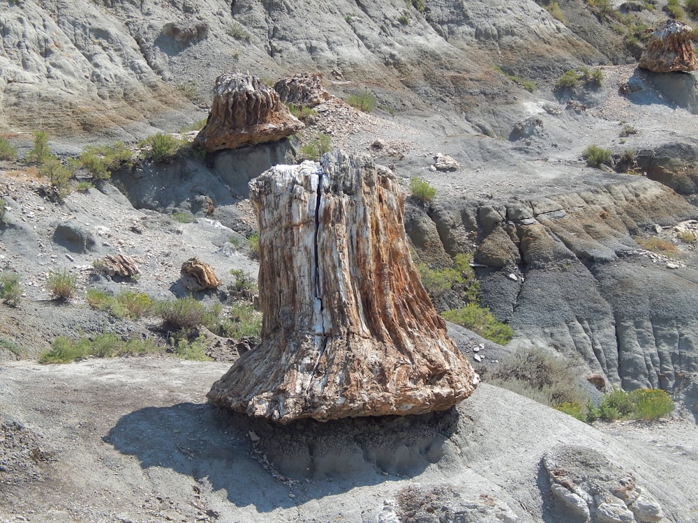 a large tree stump sitting on top of a rocky hillside