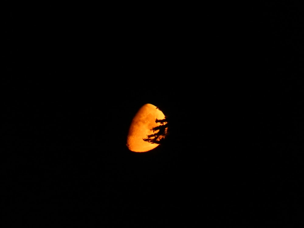 Una luna piena vista attraverso un albero nel buio